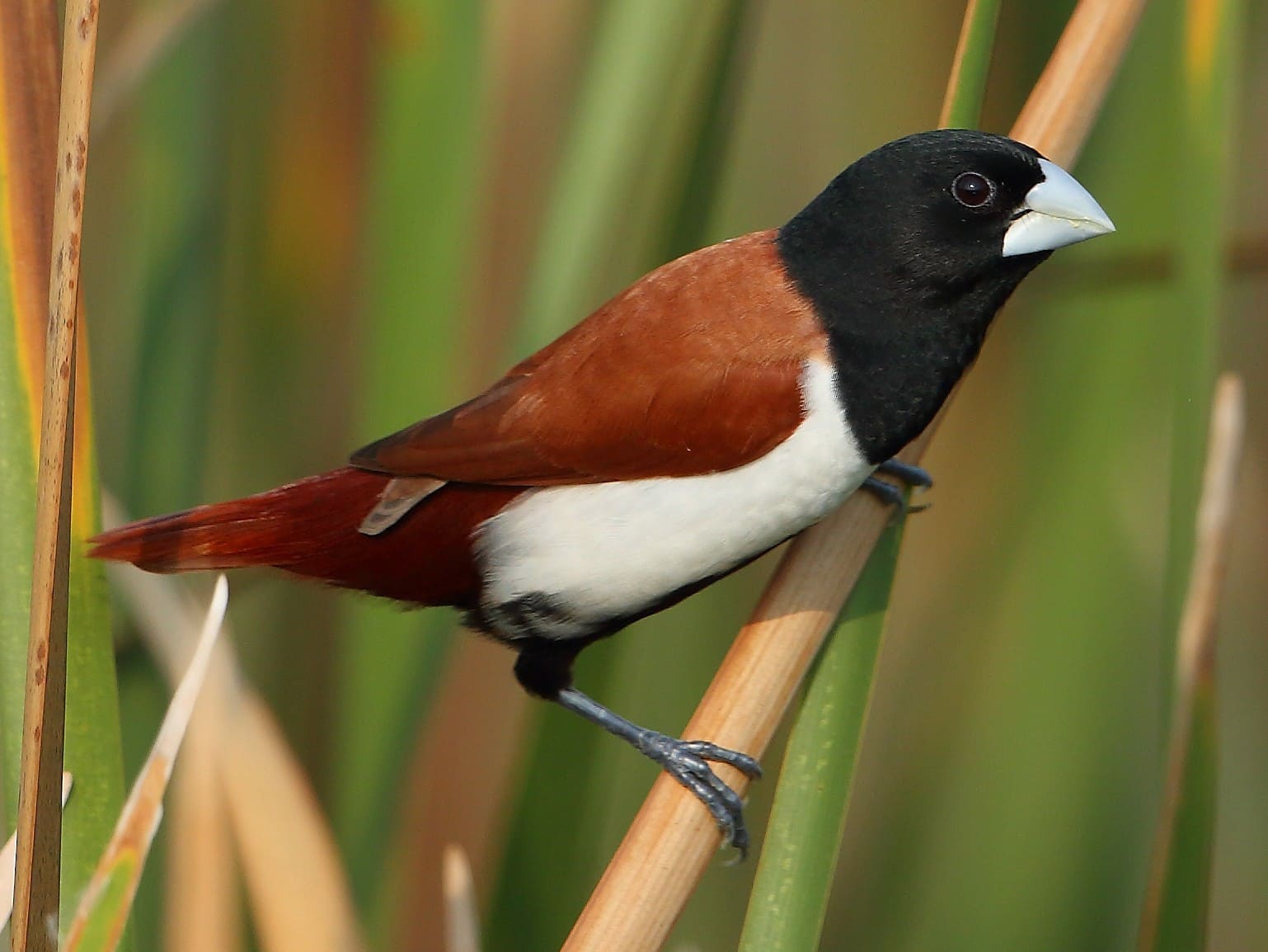 Tricolored Munia (Black-headed Munia)